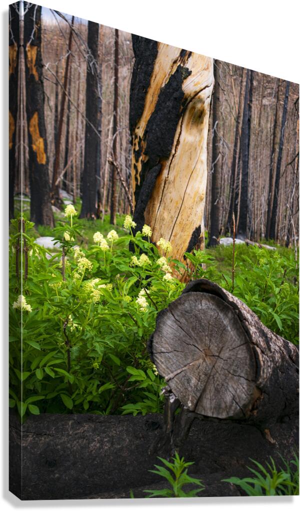 Burnt Tree  Canvas Print
