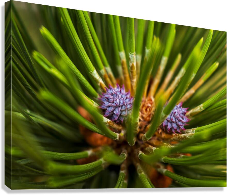 Growth  Canvas Print