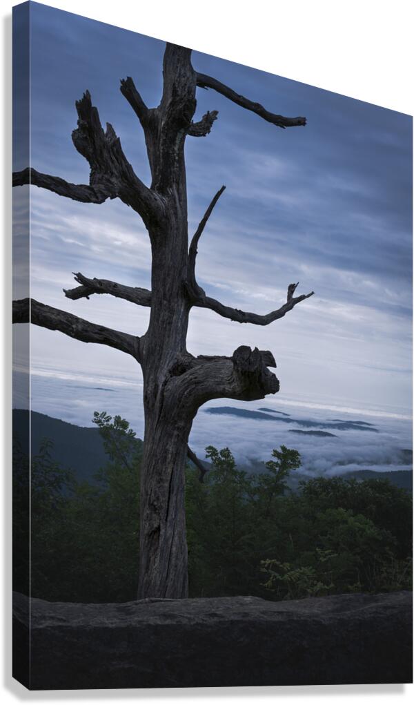 Moody  Canvas Print