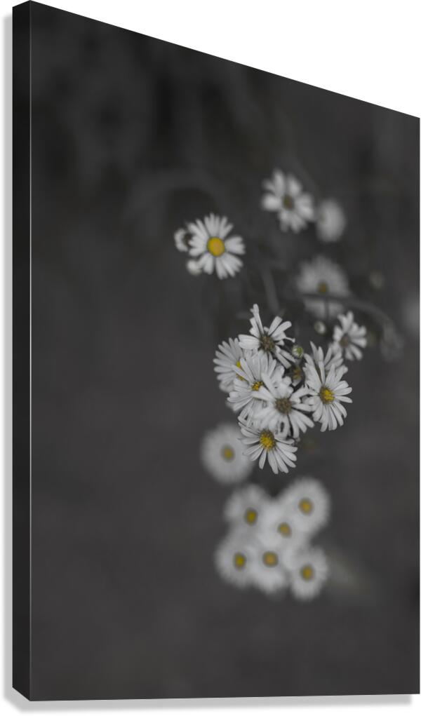 Happiness Canvas Print