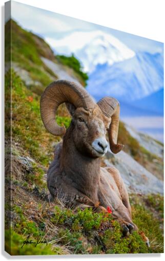 Strike the Pose Canvas Print