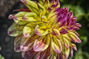 dahlia 2