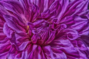 dahlia 4