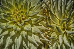dahlia 5