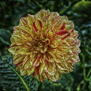 dahlia three