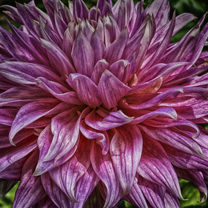 dahlia two