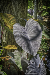 jungle