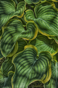 large plant leaves