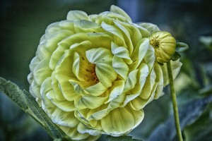 yellow dahlia
