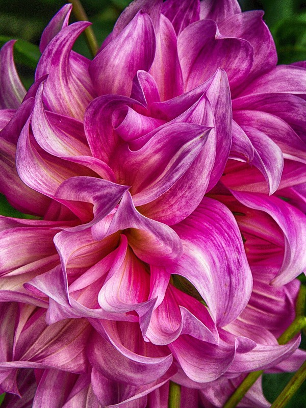 alice in wonderland Print