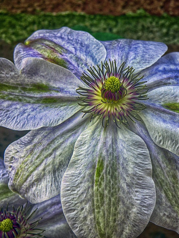 Clematis Print