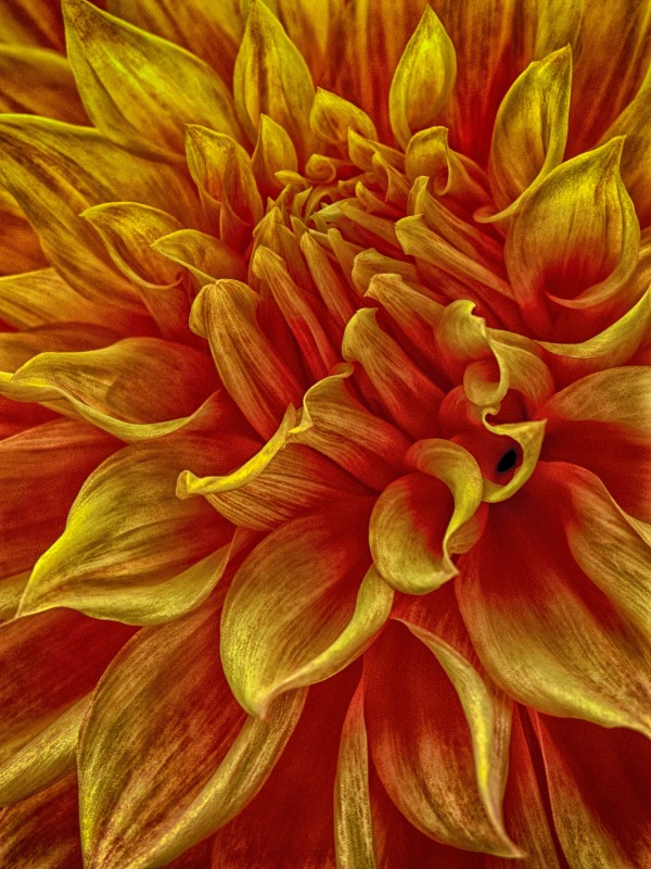 pumpkin yellow Print