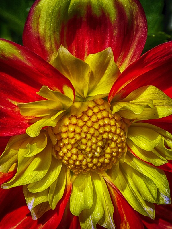 victorian lady Print