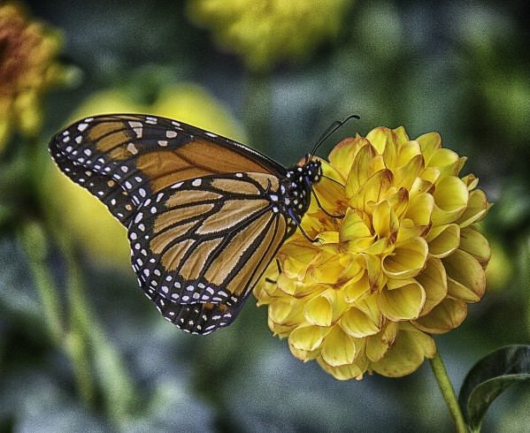 butterfly 6 by Eugene Rosenthal