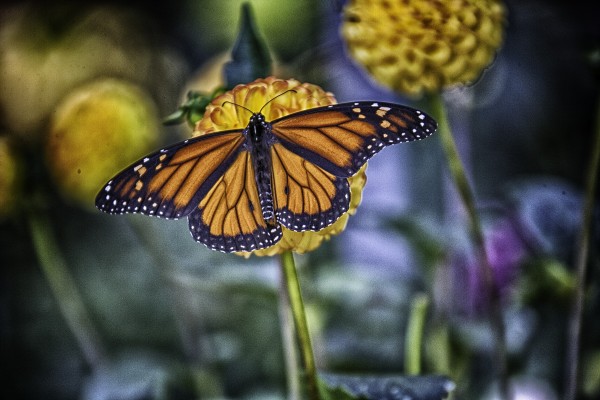 butterfly 7 by Eugene Rosenthal