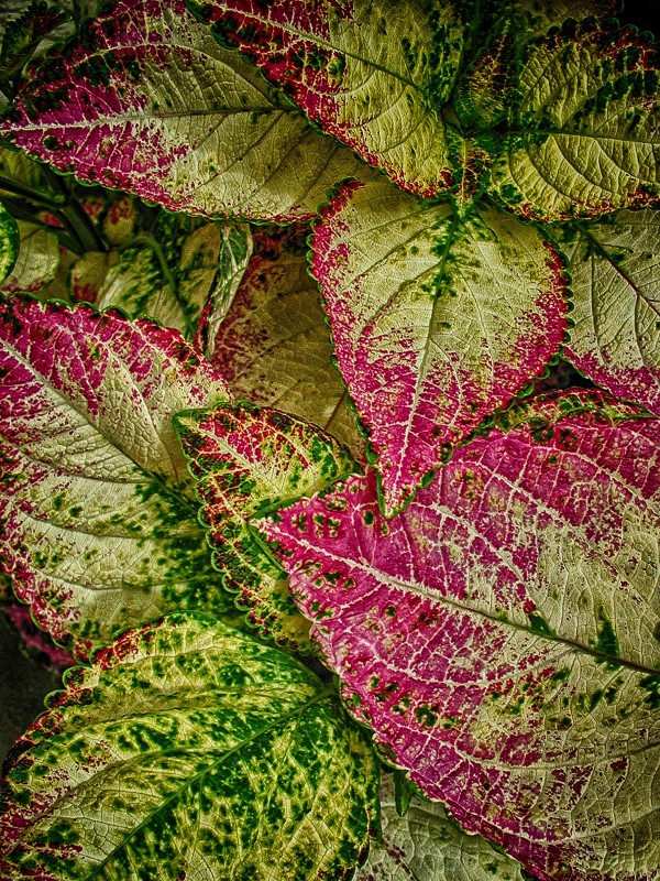 color leaves 2 Print
