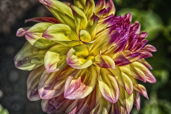 dahlia 2 Print