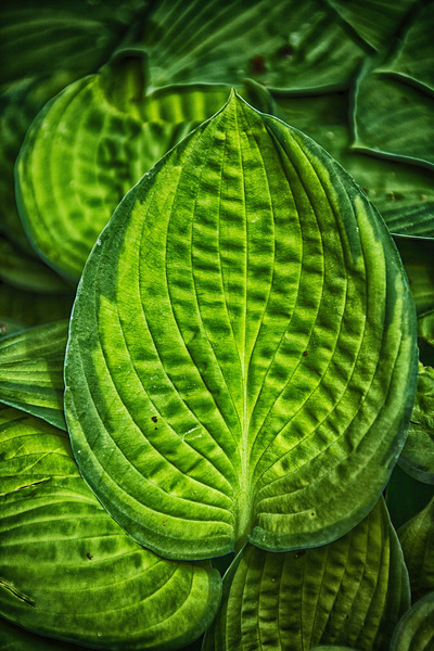 green leaves Print