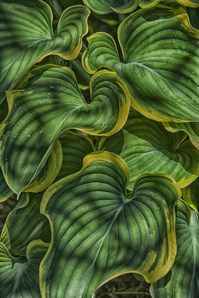 large plant leaves Print
