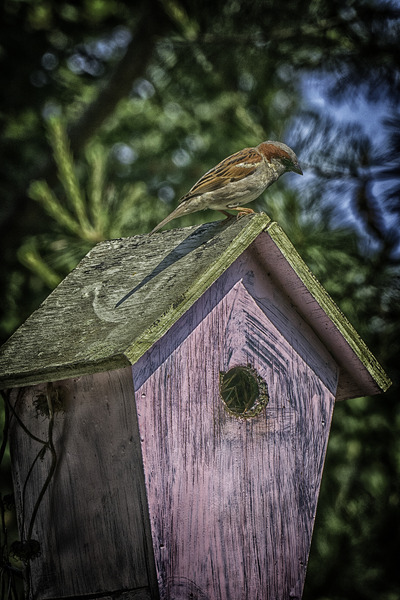 nesting by Eugene Rosenthal