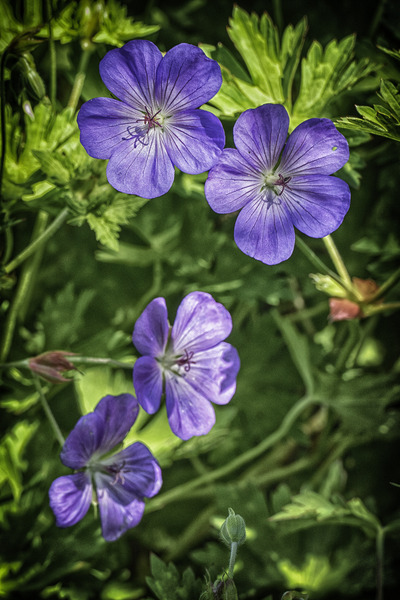 purple flowers Print