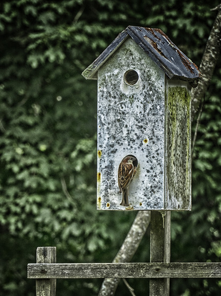 sparrow duplex by Eugene Rosenthal