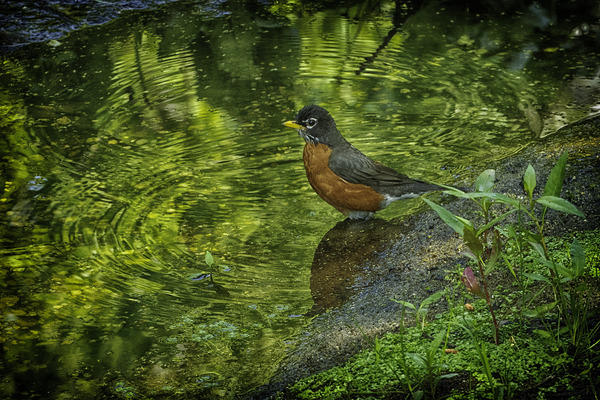 the messenger by Eugene Rosenthal