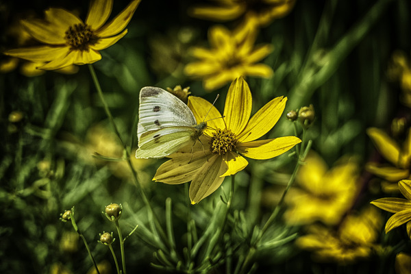 visitor by Eugene Rosenthal