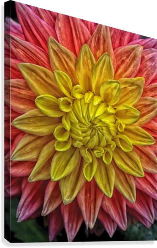 carnival Canvas Print