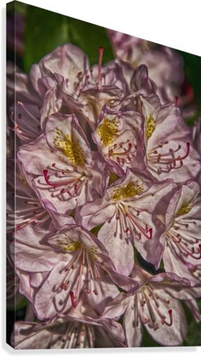 azalea Canvas Print