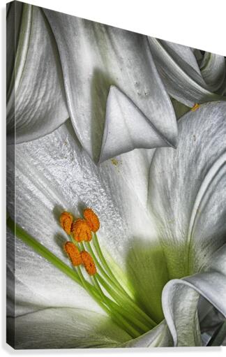 lily Impression sur toile