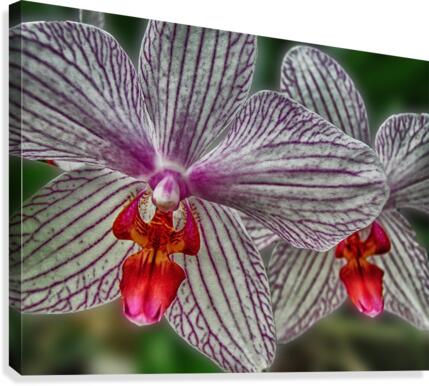 flower nine Canvas Print