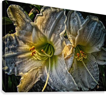 flower seven Canvas Print