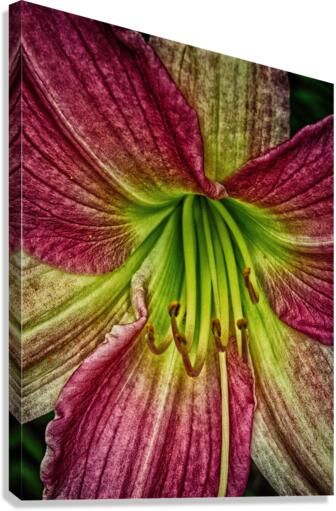 flower five Canvas Print