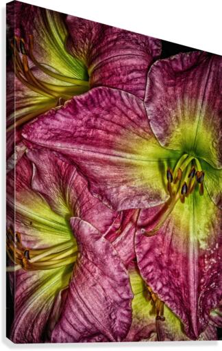 flower eight Canvas Print