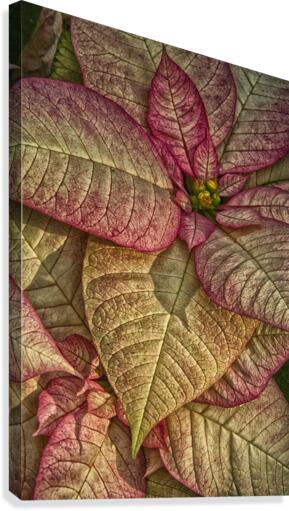 plant 3 Canvas Print