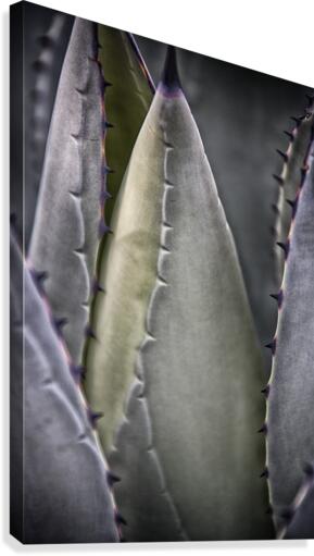 plant 4 Canvas Print