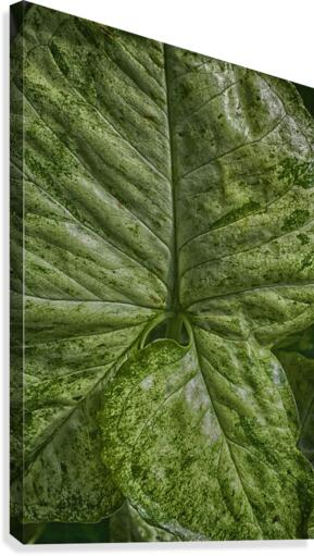 plant 5 Canvas Print