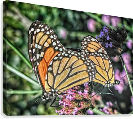 butterfly 4 Canvas Print