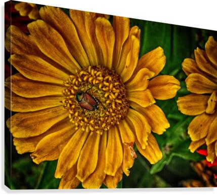 little bug Canvas Print