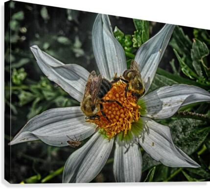 bees Canvas Print