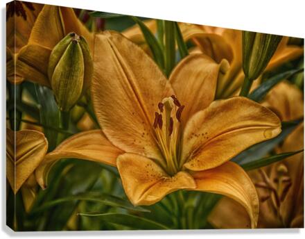 Lily 2 Canvas Print