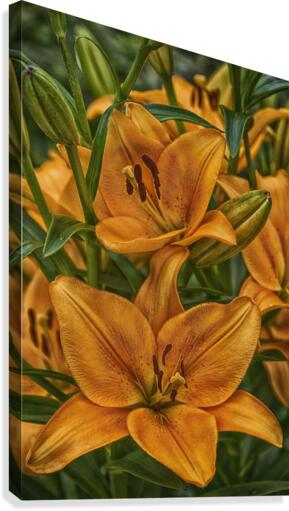 Lily 1 Canvas Print