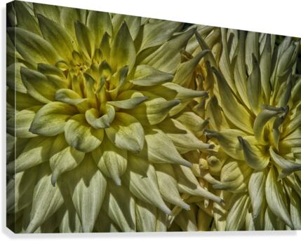 dahlia 5 Canvas Print