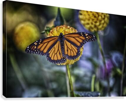 butterfly 7 Canvas Print
