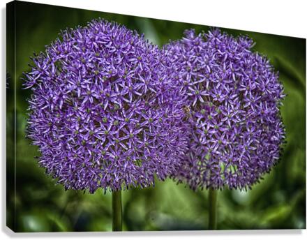 flower 13 Canvas Print