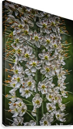 flower 15 Canvas Print