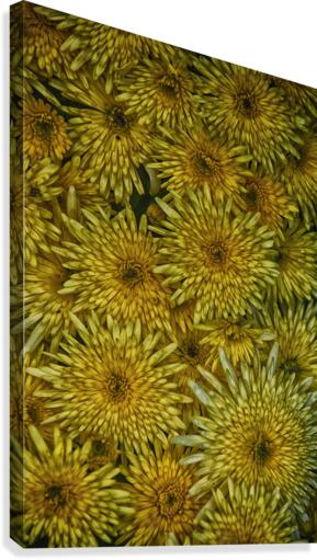 flower 18 Canvas Print