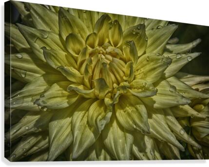 yellow two Canvas Print