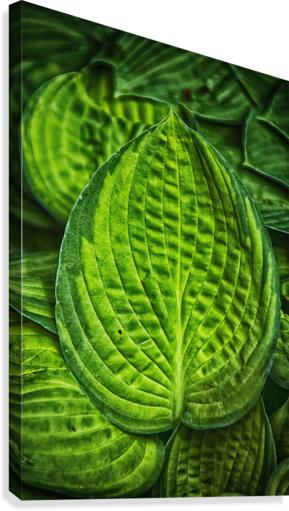 green leaves Canvas Print